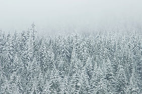 Snow-Covered Forest