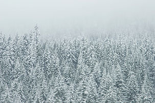 Treetop neige