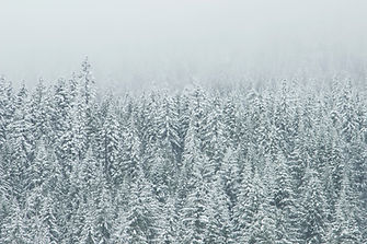 Snow-Covered Forest