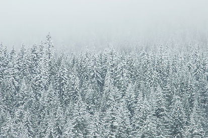 Treetop Snow