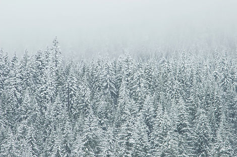copas de los árboles de la nieve