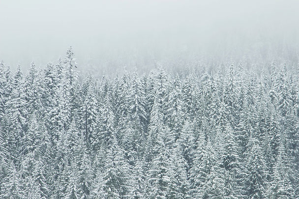 梢の雪