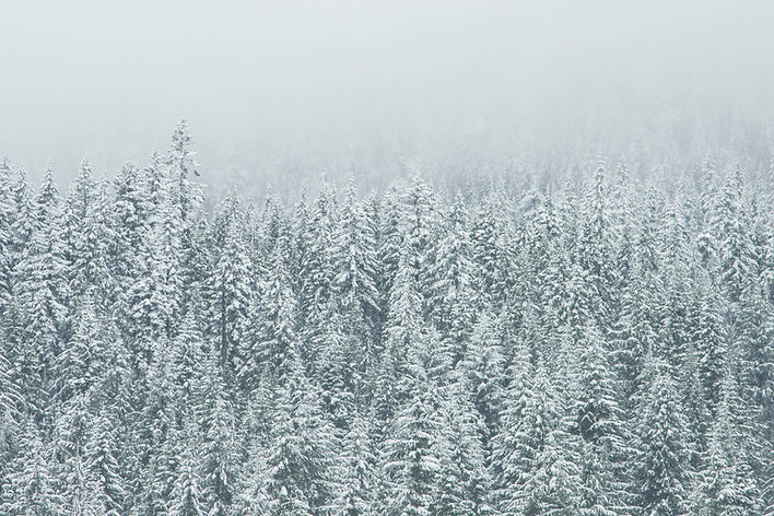 Treetop Sneeuw