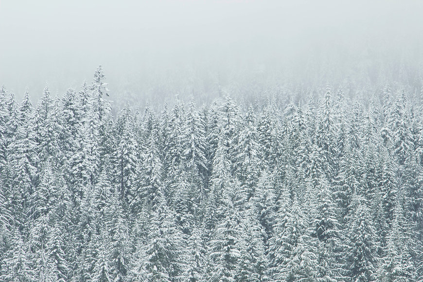 Treetop neige