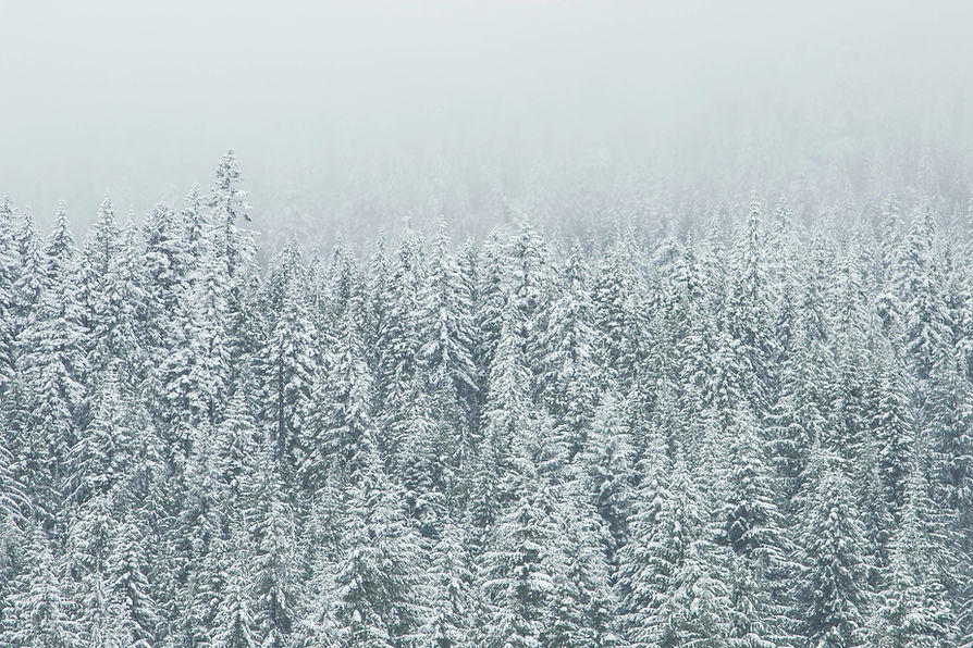 Treetop Snow