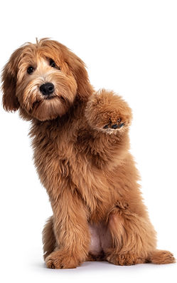Cute red _ abricot Australian Cobberdog _ Labradoodle dog pup, sitting up with one paw hig