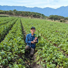 \\ビーツ収穫始まる//