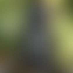 Rolleicord V กล้องฟิล์ม TLR จากเยอรมัน