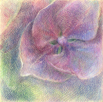 Hydrangea, Study No.1.jpg