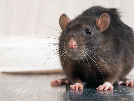 The Bubonic Plague and the 21st century