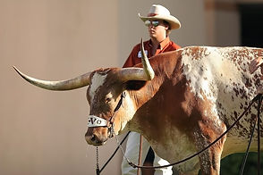 Texas Longhorn Cattle
