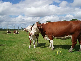 Hereford Cattle