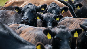 Beginner's Guide to Buying Cattle