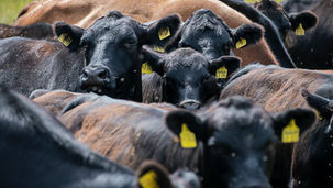Beginner's Guide to Buying Cattle