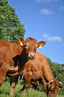 Limousin Cattle