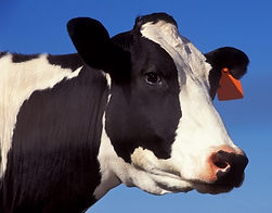 Holstein Cattle