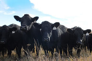 Angus Cattle