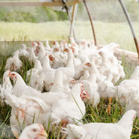Chicken Tractor 101