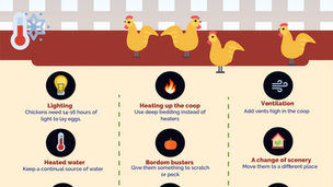 12 Tips for Keeping Chickens in the Winter