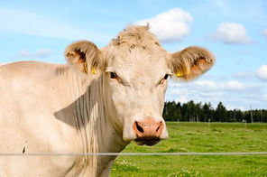 Charolais Cattle