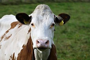 Simmental Cattle
