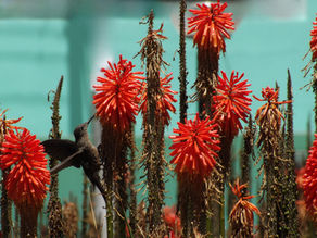 Le Champ Quantique est un Réservoir de Potentiel Infini