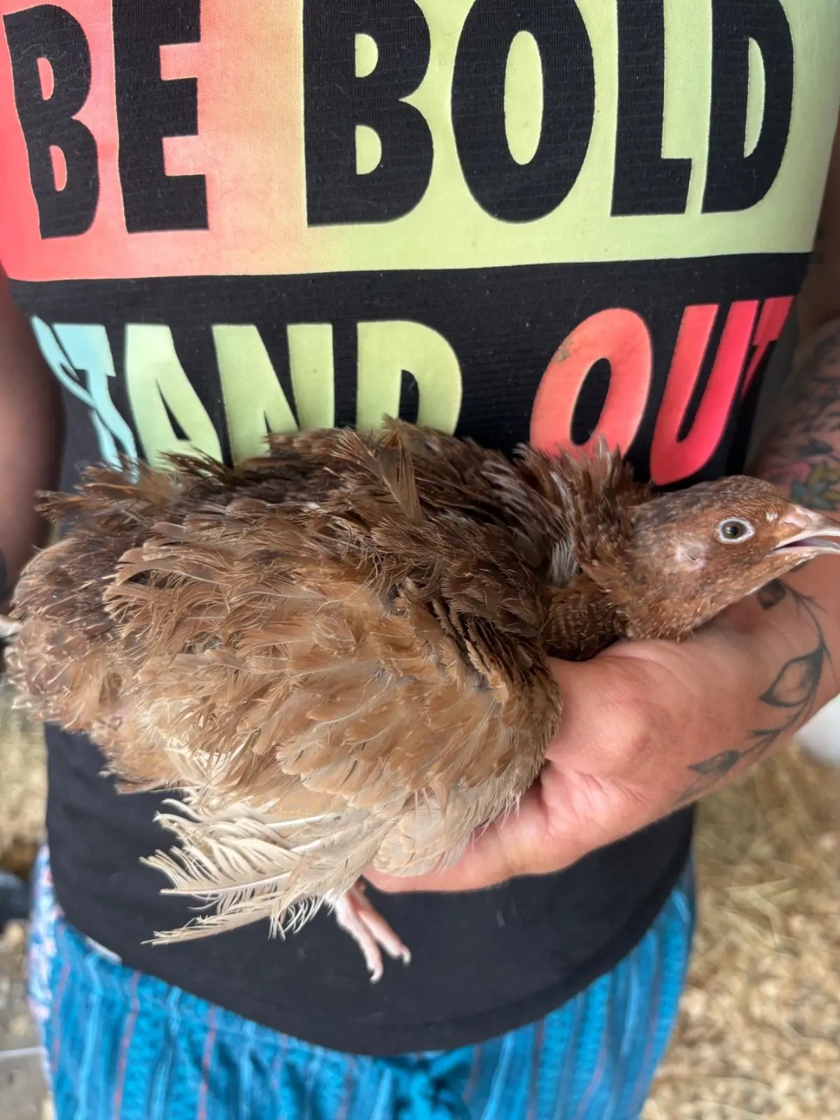 12 red range half eggs will be blue hatching eggs NPIP Certified