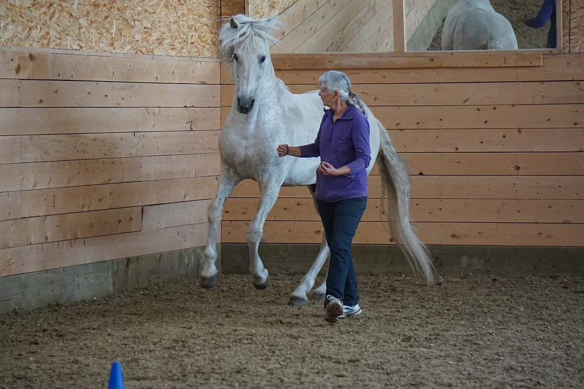 Equispeak aware focuses on Proprioception & Body Awareness. Equispeak trains awareness for your horse and offers horse training courses specializing in liberty horse training, groundwork exercises for horses, and clicker training horses. We offer courses facilitated by Monty Gwynne who is a highly experienced horse trainer.