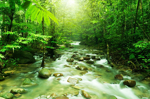 Tropical Rainforest with River.jpg