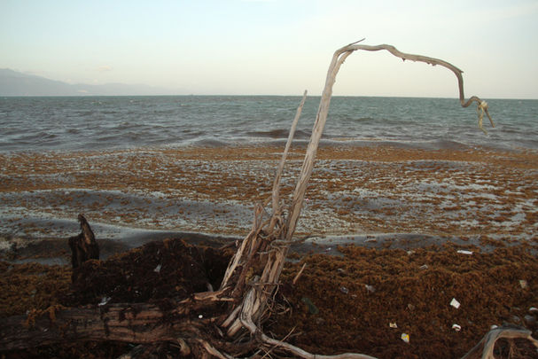 khristina godfrey - sargassum_1.jpg