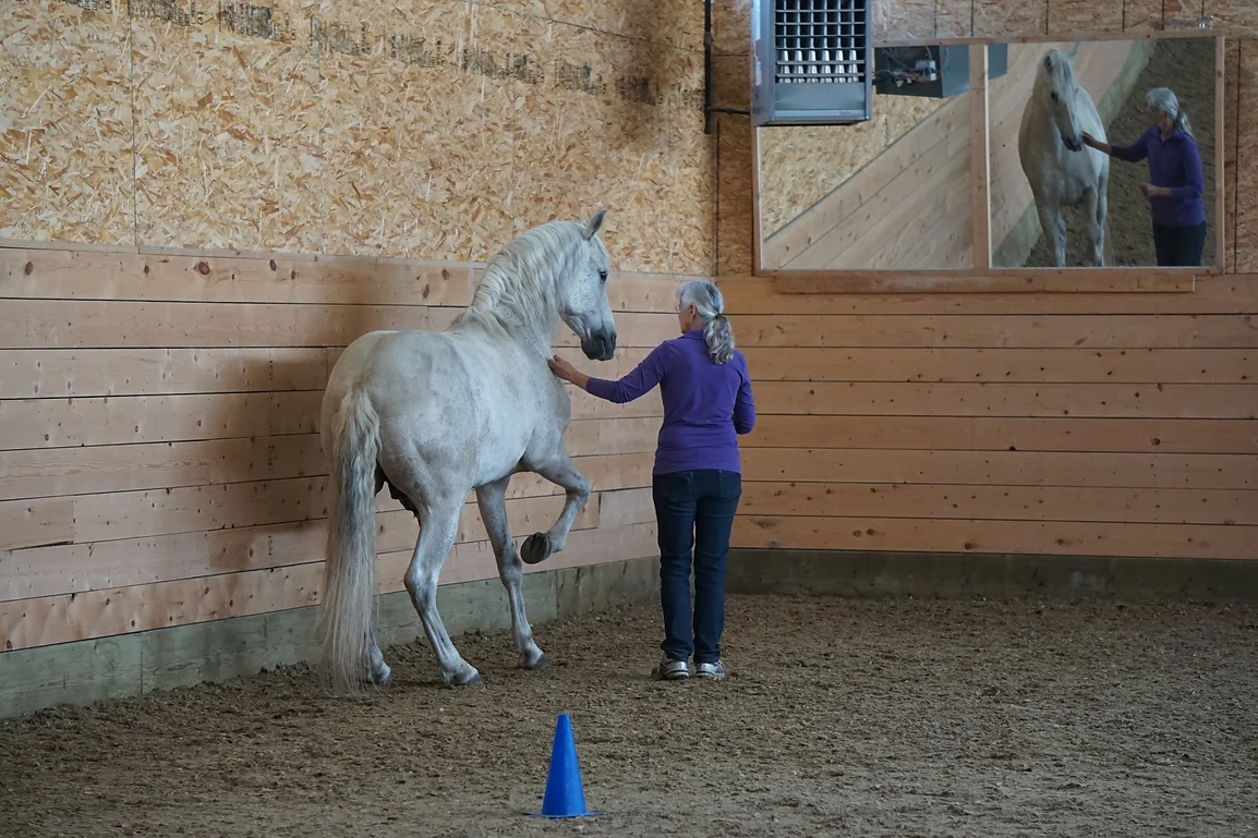 Equispeak aware focuses on Proprioception & Body Awareness. Equispeak trains awareness for your horse and offers horse training courses specializing in liberty horse training, groundwork exercises for horses, and clicker training horses. We offer courses facilitated by Monty Gwynne who is a highly experienced horse trainer.