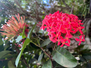 St. George Village Botanical Garden Awarded Level 1 Accreditation By Arbnet Accreditation  Program