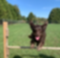 Brown boy over jump metcalfe.png