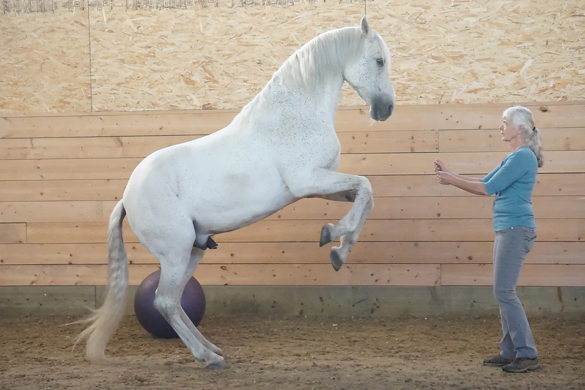Equispeak aware focuses on Proprioception & Body Awareness. Equispeak trains awareness for your horse and offers horse training courses specializing in liberty horse training, groundwork exercises for horses, and clicker training horses. We offer courses facilitated by Monty Gwynne who is a highly experienced horse trainer.
