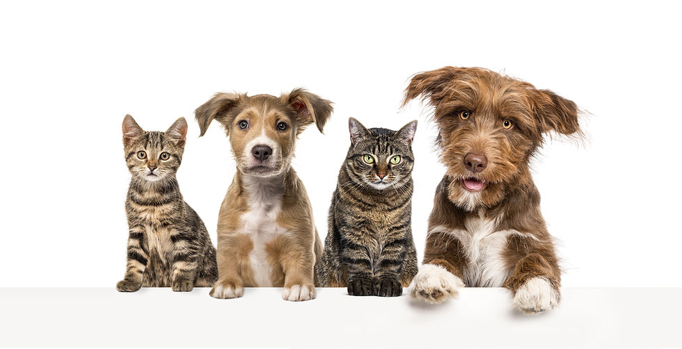 group-of-dogs-and-cats-leaning-together-on-a-empty-2024-09-27-11-41-32-utc.jpg
