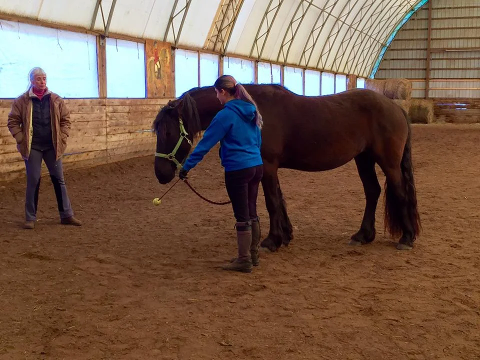 Equispeak trains targeting and offers horse training courses specializing in liberty horse training, groundwork exercises for horses, and clicker training horses. We offer courses facilitated by Monty Gwynne who is a highly experienced horse trainer.