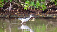 Bird Notes from Vieques Spring 2026