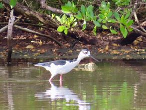 Bird Notes from Vieques Spring 2026