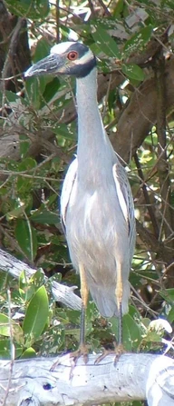 Y-c-Night-Heron-5-1-04-439x1024.webp