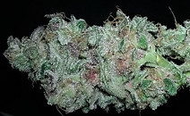 xtc%20nug_edited.jpg