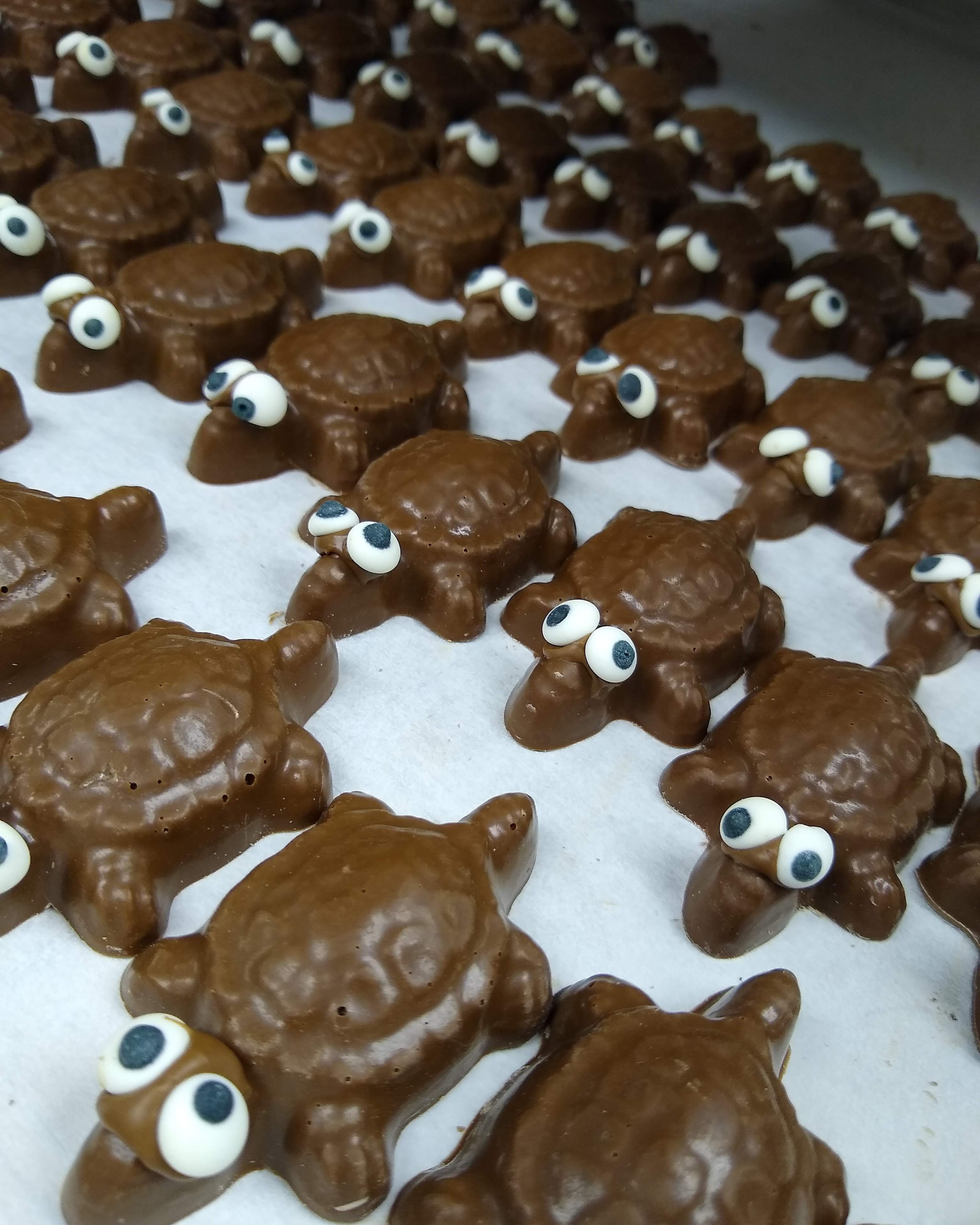 Flat Turtles or Frogs