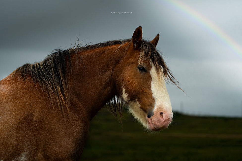 Trust in Your Will - Elliston - July 25, 2025 