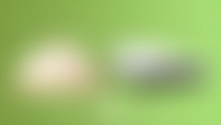 BIRCH VS TEMPURPEDIC