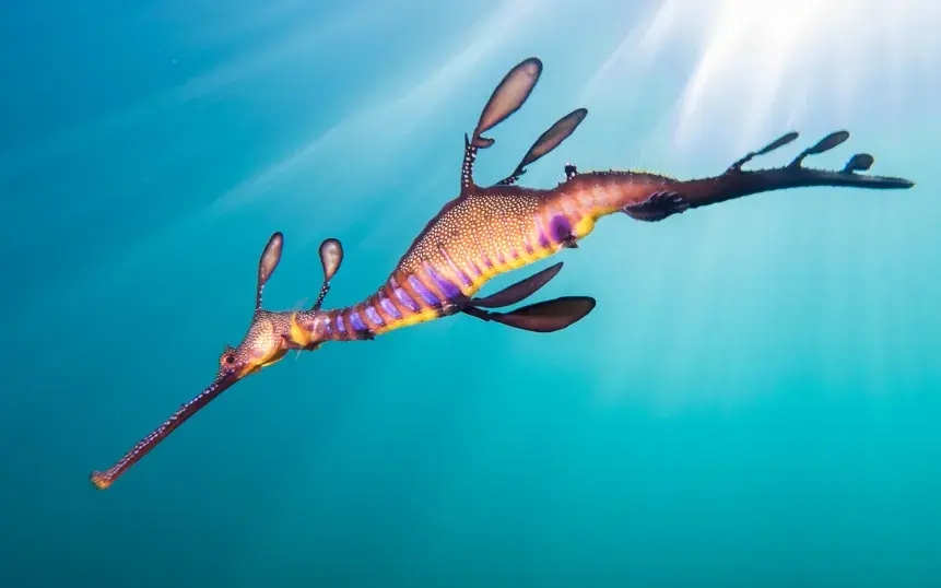 SE 30. Weedy Sea Dragon