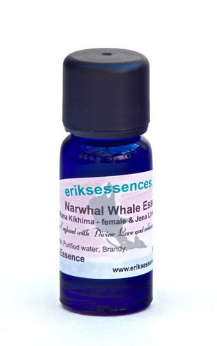 WE 12. Narwhal Whale | Master-Frequency