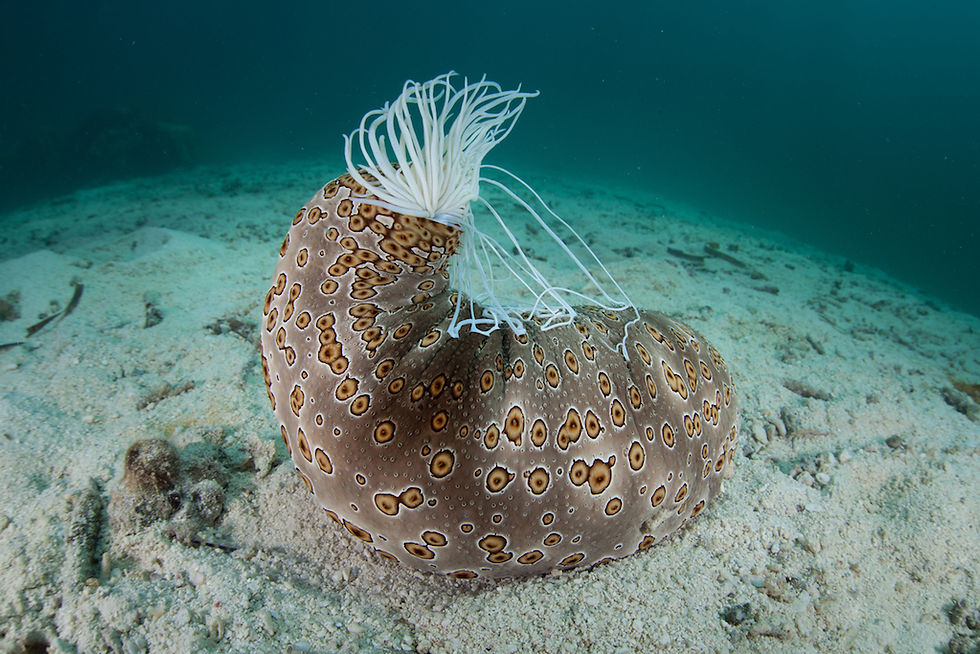 SE 05. Sea Cucumber