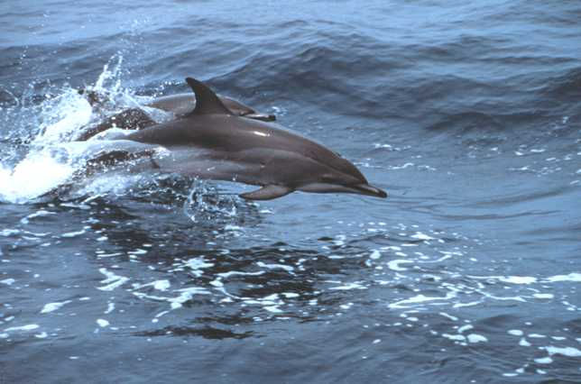 DE 13. Clymene Dolphin