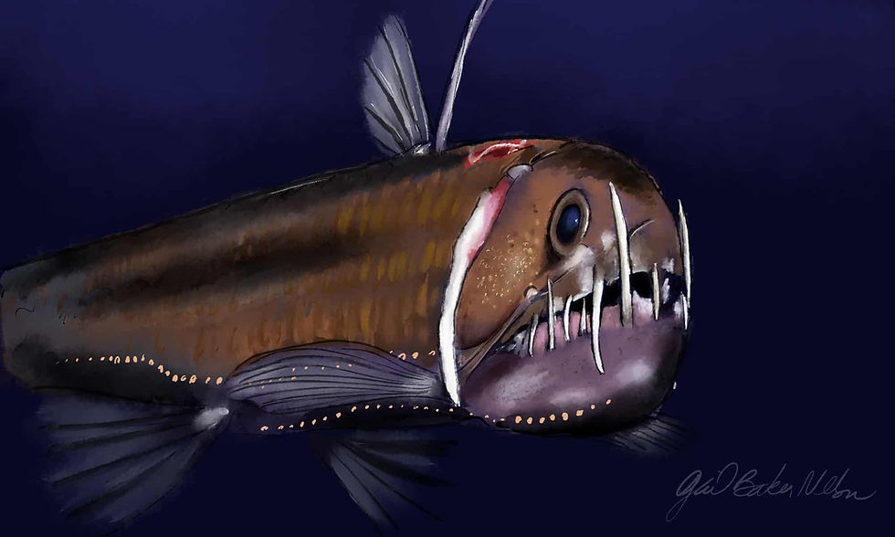 SE 34. Viperfish