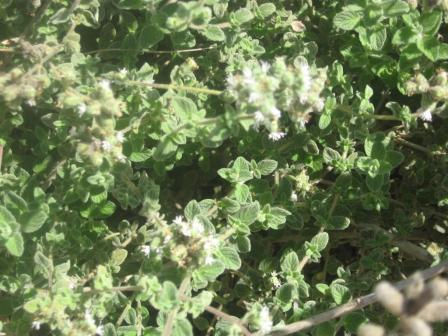 Thumbnail: אזוב מצוי/זעתר