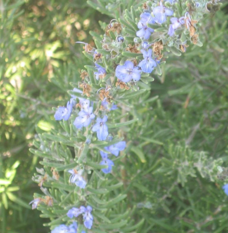 Thumbnail: רוזמרין